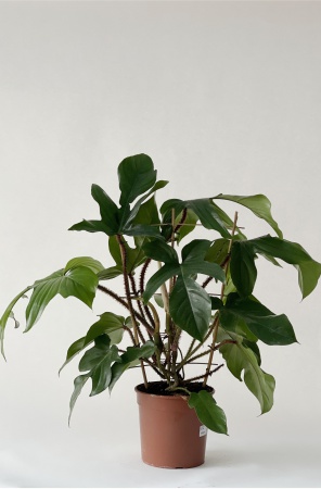 Philodendron Squamifer 70cm x D21