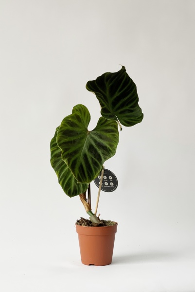 Philodendron Verrucosum 55cm x D12