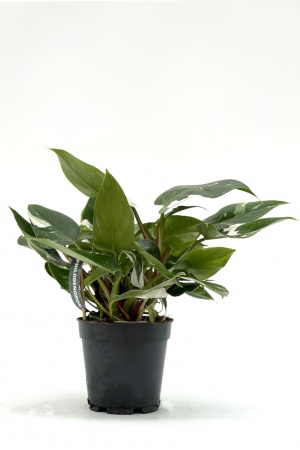 Philodendron White Princess 30cm x D15