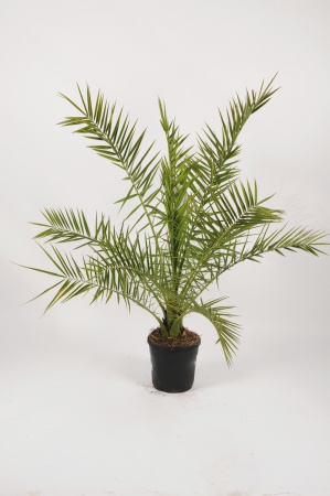 Phoenix Canariensis 130cm x D22