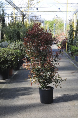 Photinia Fraseri Carré Rouge 130cm x 18L