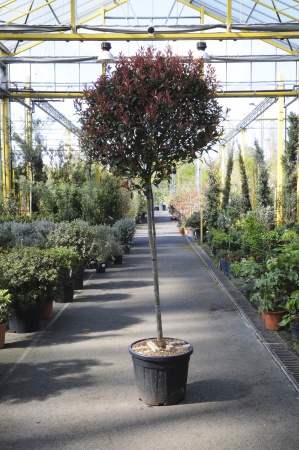 Photinia Fraseri Carré Rouge Demi-tige 200cm x 55L