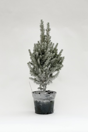 Picea Glauca Conica 55cm x D15