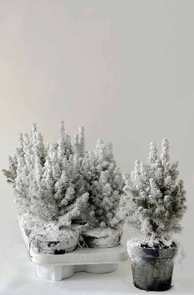 Picea Glauca Perfecta 35cm x D13