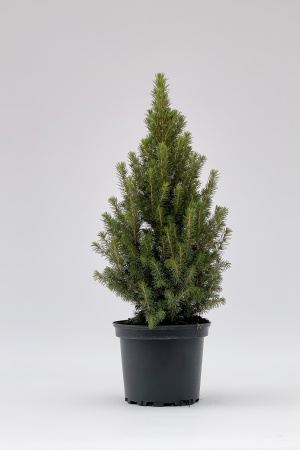 Picea Glauca Perfecta 48cm x D17