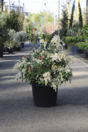 Pieris Japonica Katsura Flaming Silver 70cm x 15L