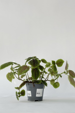 Pilea Involucrata Moon Valley 25cm x D14