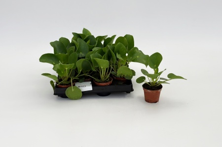 Pilea Peperomioides 14cm x D6