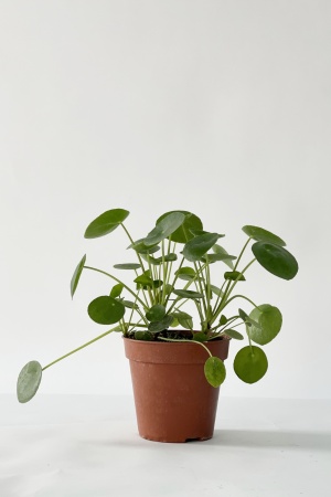 Pilea Peperomoides 20cm x D13