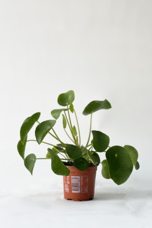 Pilea Peperomoides 22cm x D11