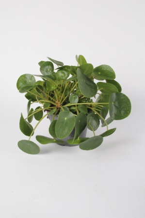 Pilea Peperomoides 35cm x D17