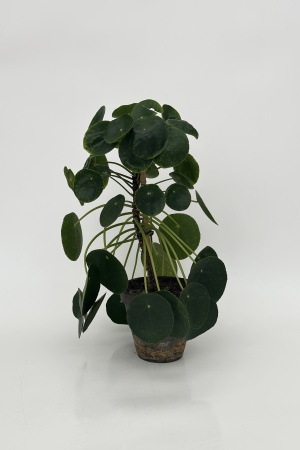 Pilea Peperomoides 60cm x D17