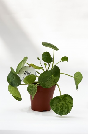 Pilea Peperomoides Mojito 30cm x D13