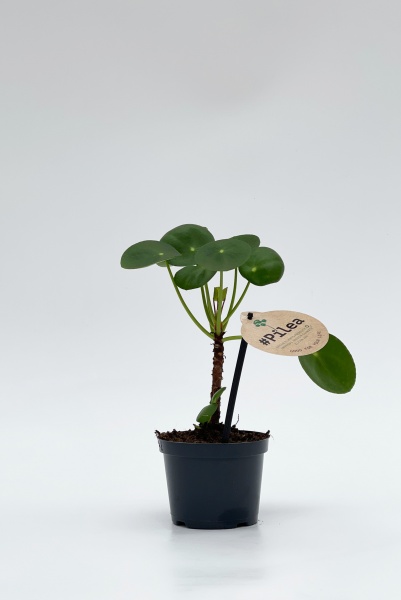 Pilea Peperomoides Tige 20cm x D12