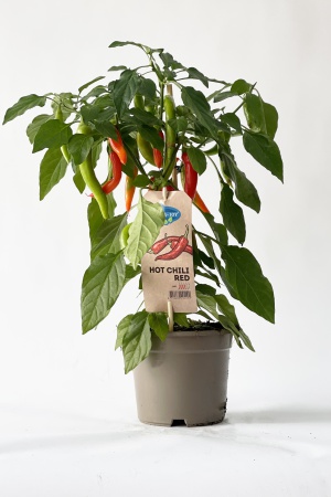 Piment Pepper 40cm x D14