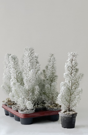 Pinus Neige 40cm x D10