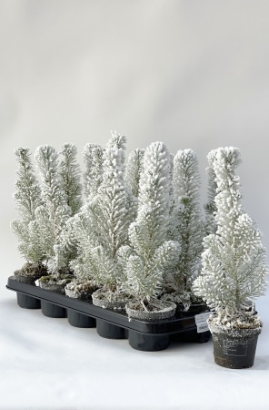 Pinus Neige M3/A 35cm x D11