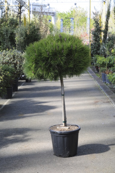 Pinus Nigra Marie Bregeon Tige 120cm x 30L