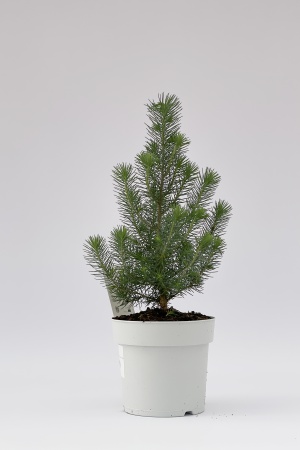 Pinus Pinea Silver Crest 45cm x D17