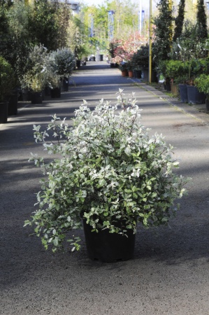 Pittosporum Tenuifolium Irene Patterson 50cm x 7,5L