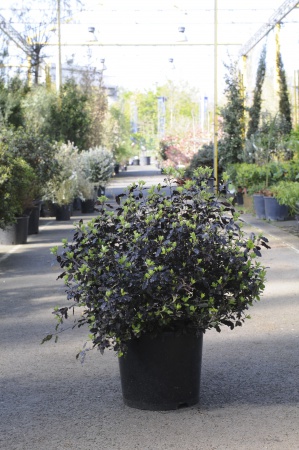 Pittosporum Tenuifolium Tom Thumb 60cm x 15L