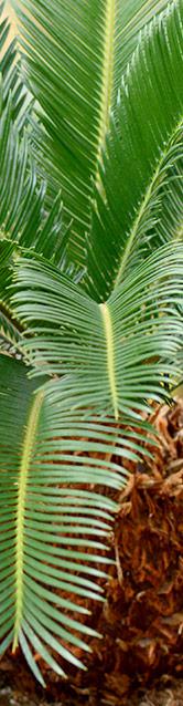 Plantassistance_Plantes Vertes_Cycas