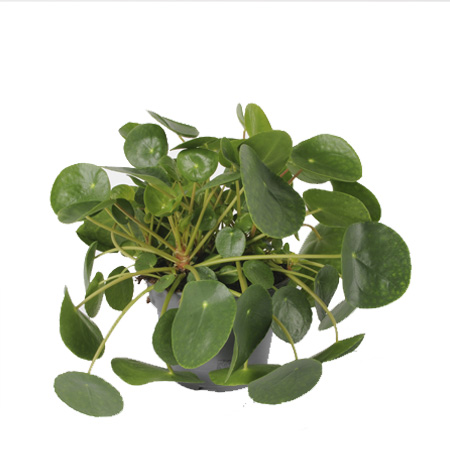 Plantassistance_Plantes Vertes d'intrieur_Pilea