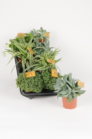 Plantes Variées Mixtray 22cm x D10