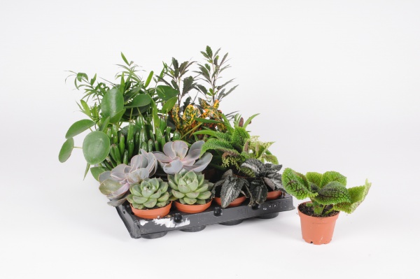 Plantes Vertes Mixte 20cm x D5