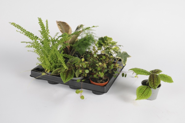 Plantes Vertes mixtes cm x D6