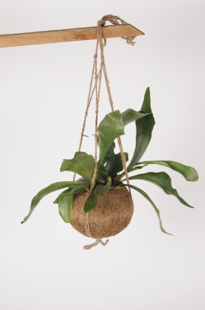 Platycerium Bifurcatum Suspension Kokedama 35cm x D17