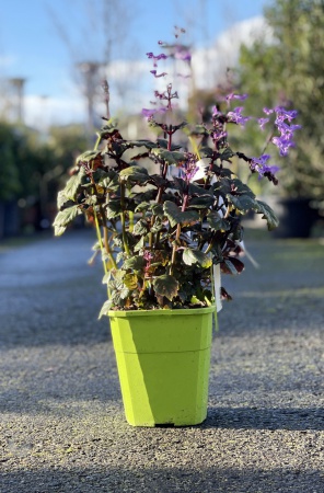 Plectranthus Magic Mona Purple 38cm x 4L