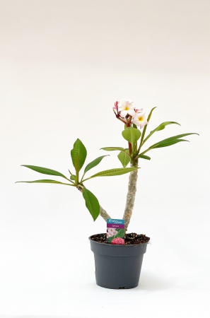 Plumeria Alba 50cm xD17