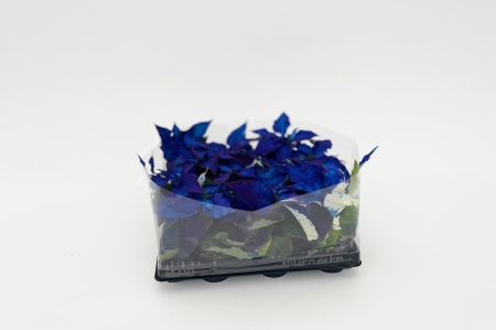 Poinsettia Bleu 12cm x D6