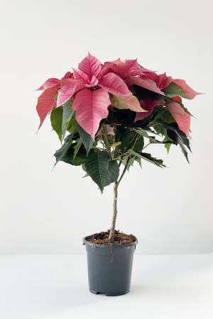 Poinsettia cm x D17