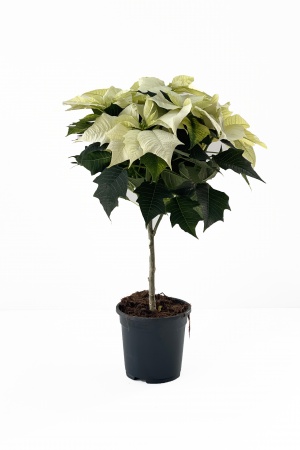 Poinsettia cm x D17