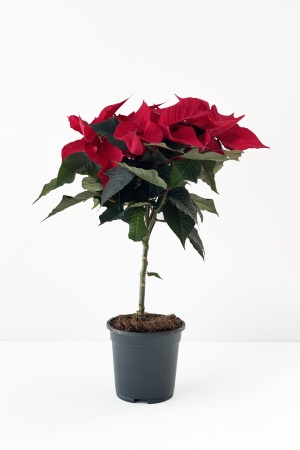 Poinsettia cm x D17