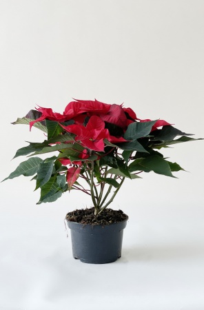 Poinsettia Feeling Red 38cm x D15