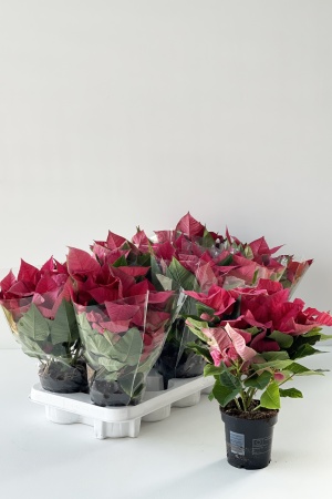 Poinsettia Mars Pink cm x D10