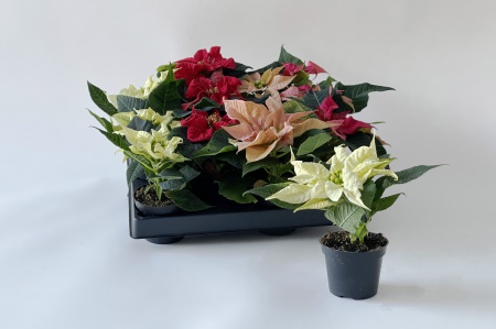 Poinsettia Mixte 12cm x D6