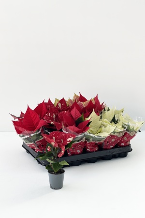 Poinsettia Mixte 12cm x D6