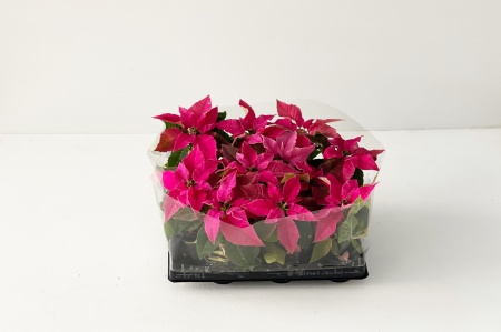 Poinsettia Mixte 12cm x D6