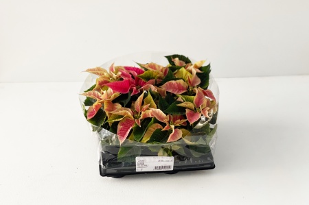 Poinsettia Mixte 12cm x D6