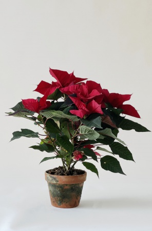 Poinsettia Pot De Terre 42cm x D14