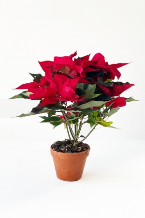 Poinsettia Pot De Terre cm x D14