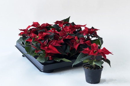 Poinsettia Red 15cm x D6