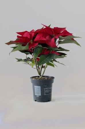 Poinsettia Red 30cm x D10