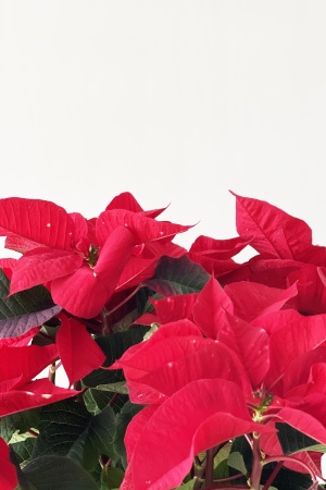 Poinsettia Skystar cm x D19