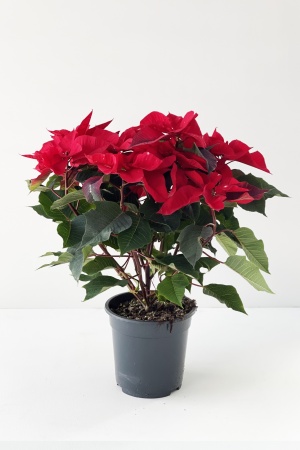 Poinsettia Skystar cm x D19