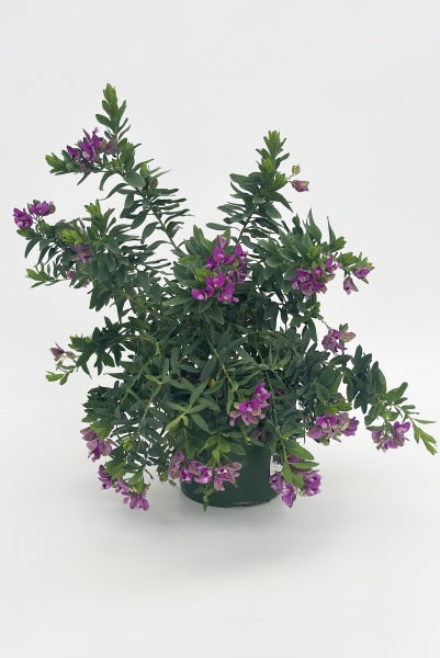 Polygala Myrtifolia Outdoor 55cm x D19